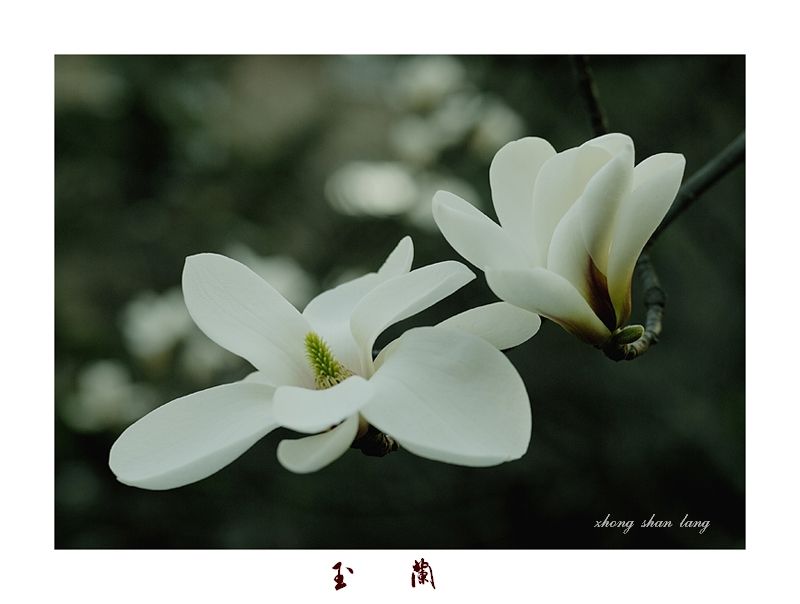梅兰竹菊花卉帖