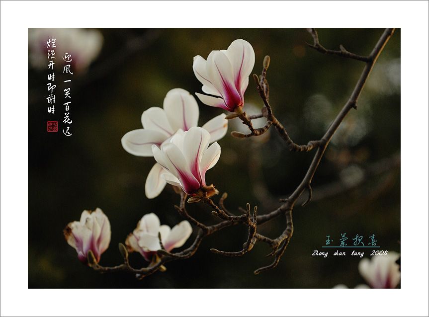 梅兰竹菊花卉帖