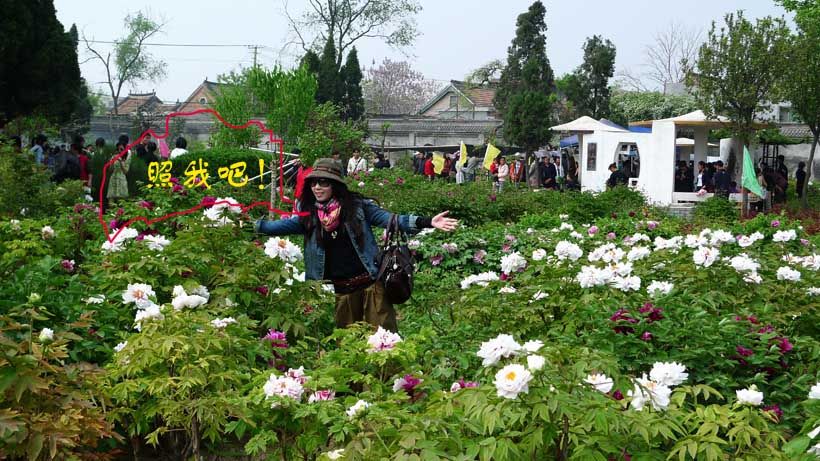 花采菏泽牡丹记絮