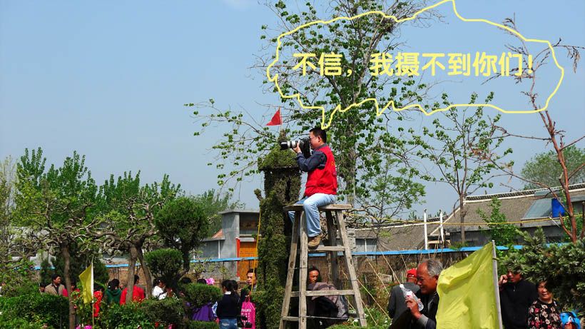 花采菏泽牡丹记絮