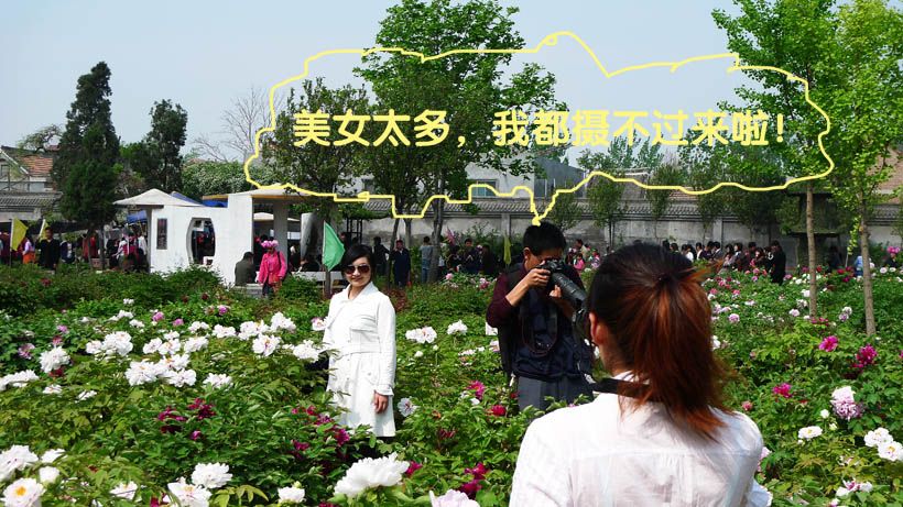 花采菏泽牡丹记絮