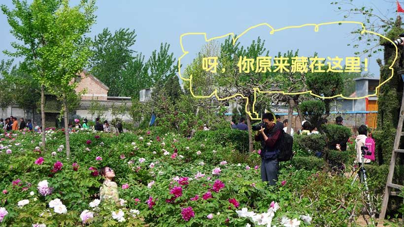 花采菏泽牡丹记絮