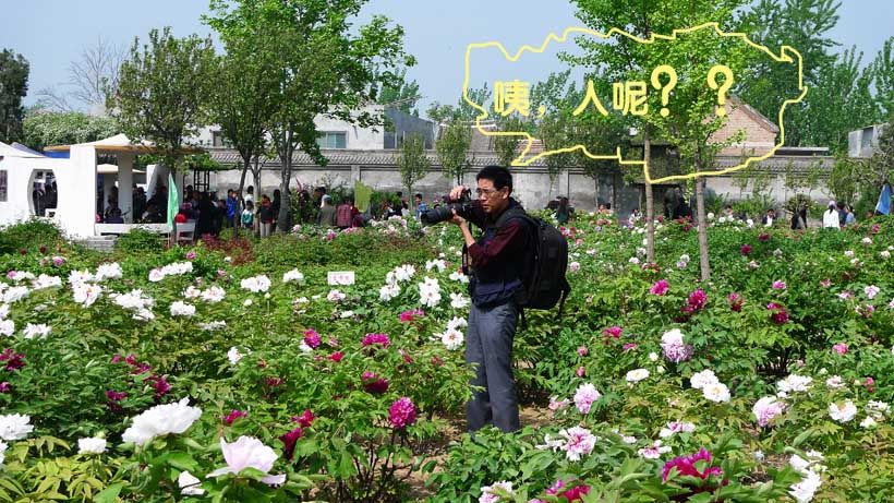 花采菏泽牡丹记絮