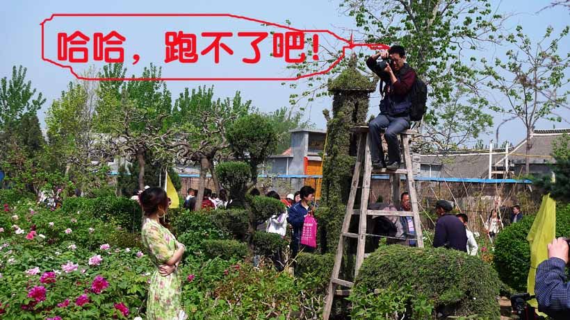 花采菏泽牡丹记絮