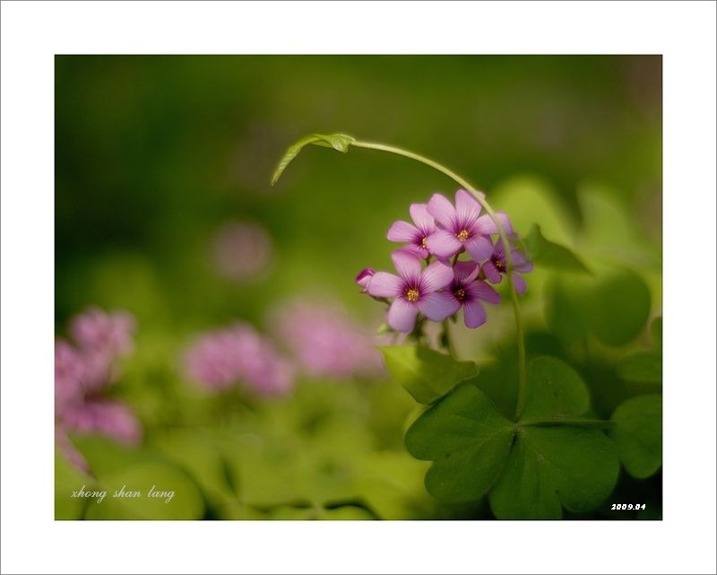 梅兰竹菊花卉帖