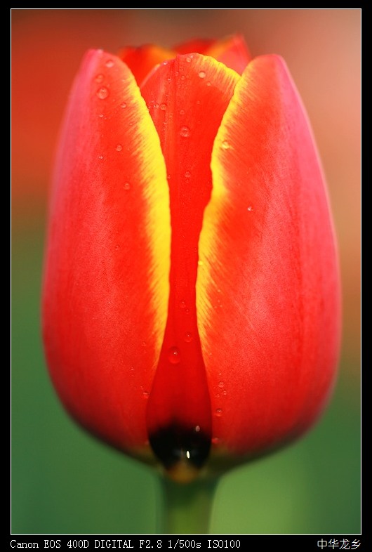 梅兰竹菊花卉帖