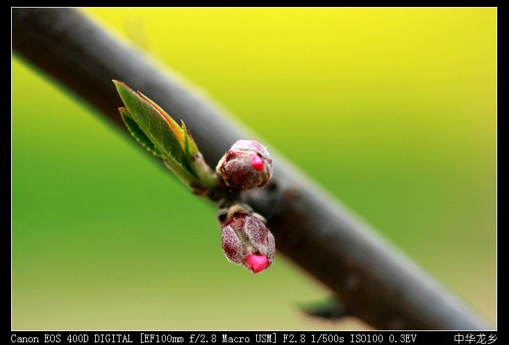 梅兰竹菊花卉帖