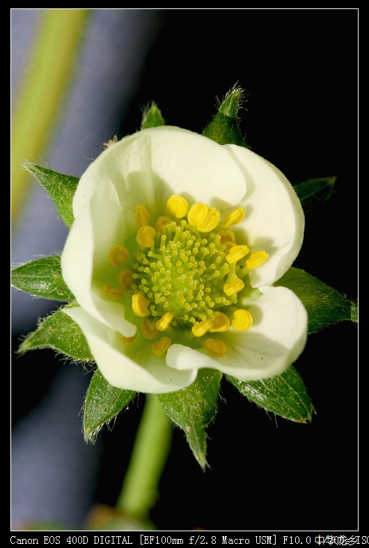 梅兰竹菊花卉帖