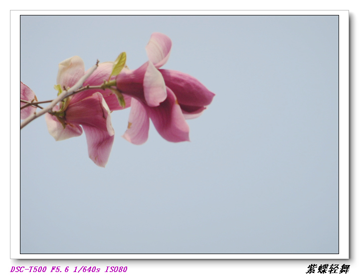 玉兰花开2