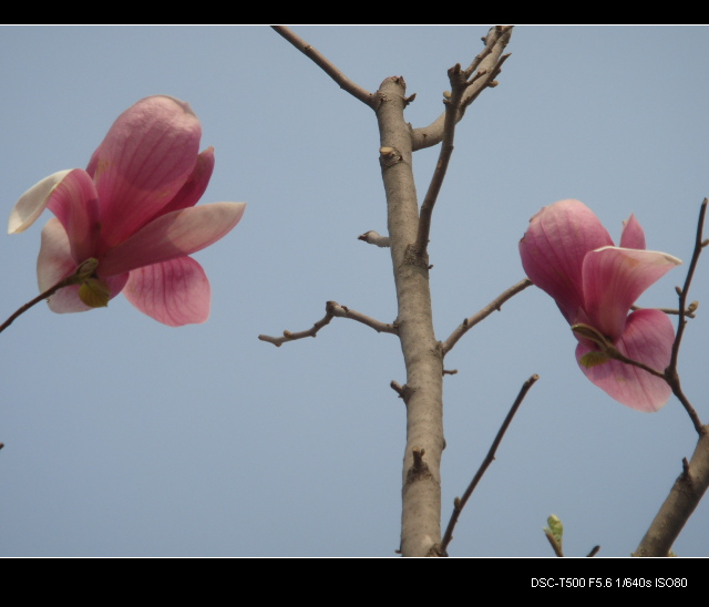 玉兰花开2