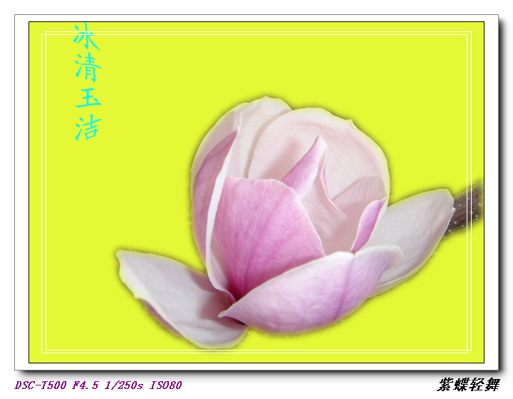 玉兰花开2