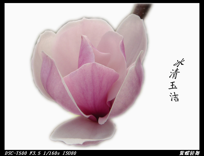 玉兰花开2