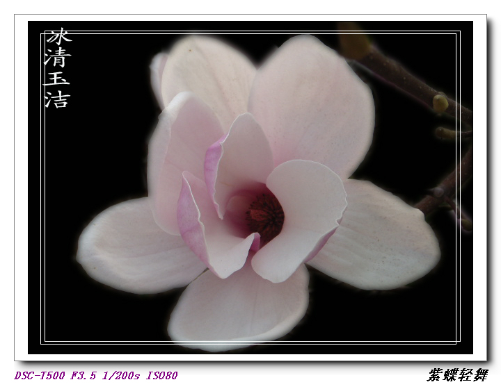 玉兰花开2