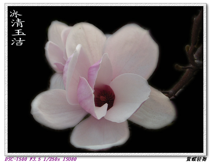 玉兰花开2
