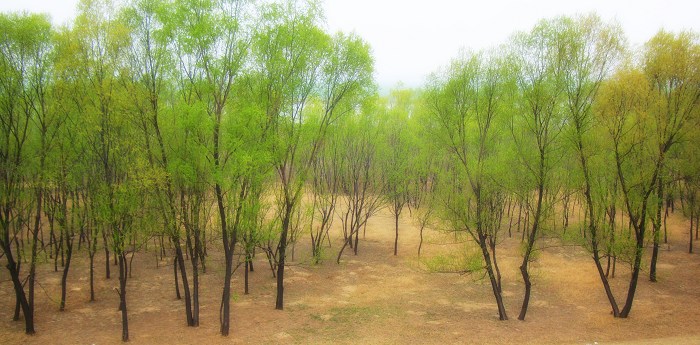 春到油田
