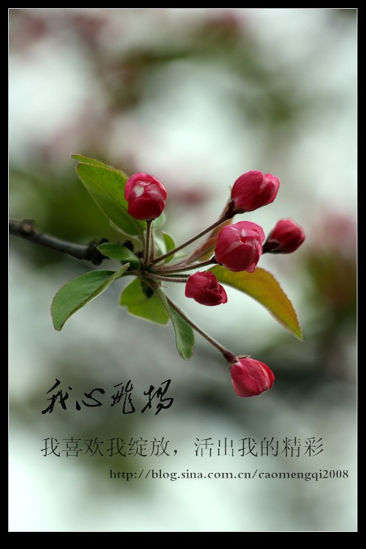 我心飞扬  绽放自我