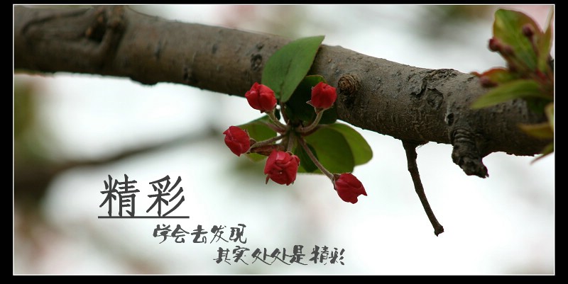 我心飞扬  绽放自我