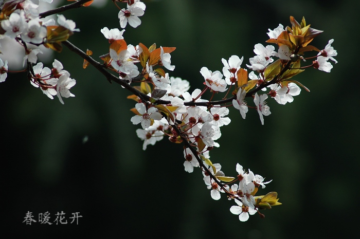 春暖花开