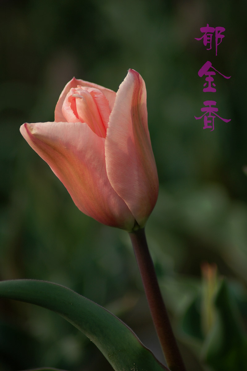 郁金香开了
