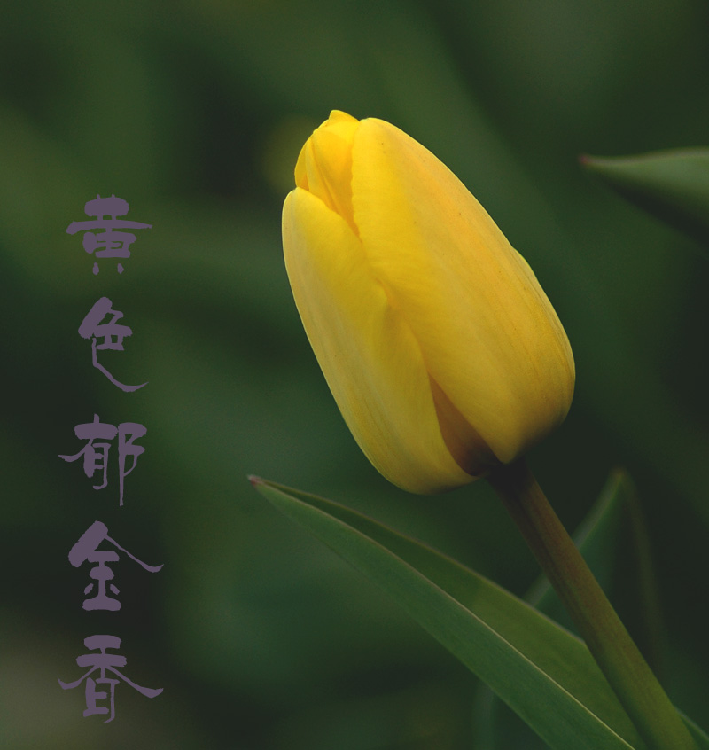郁金香开了