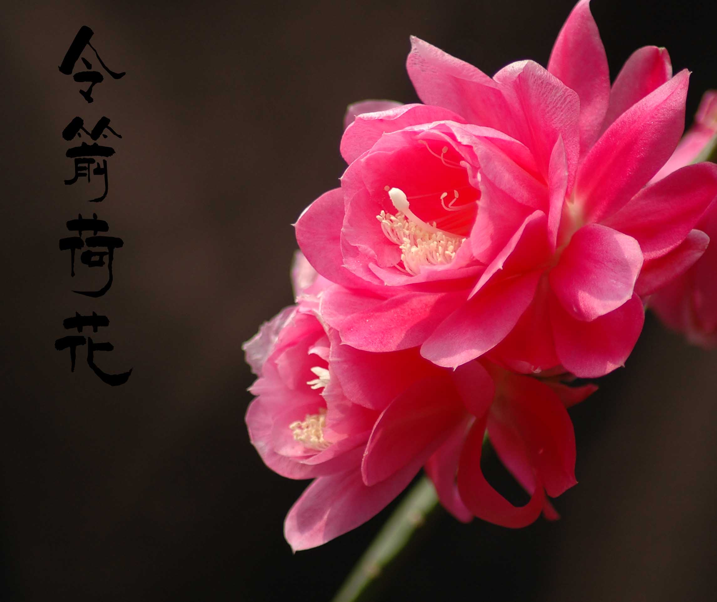 令箭荷花