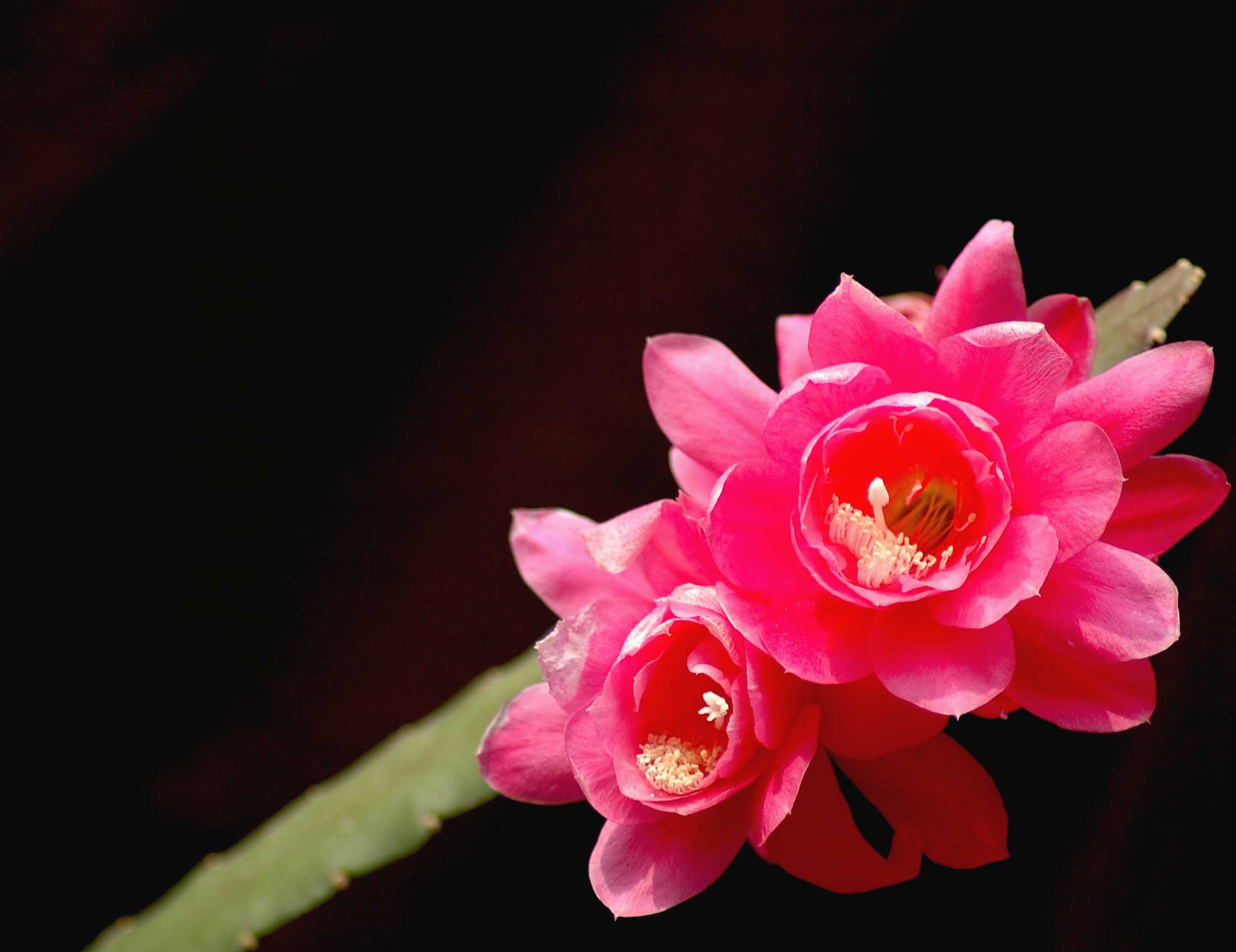令箭荷花