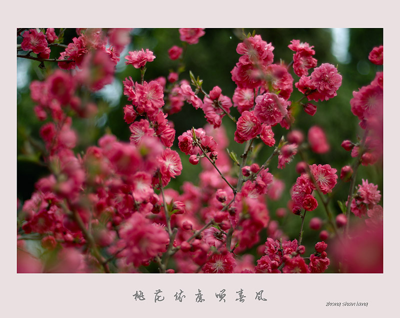 桃花依旧笑春风