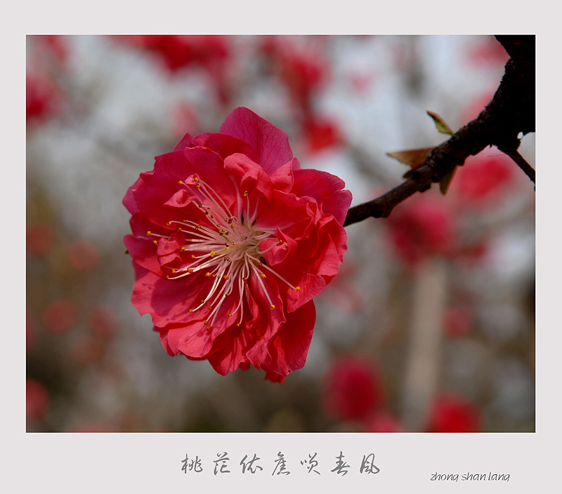 桃花依旧笑春风