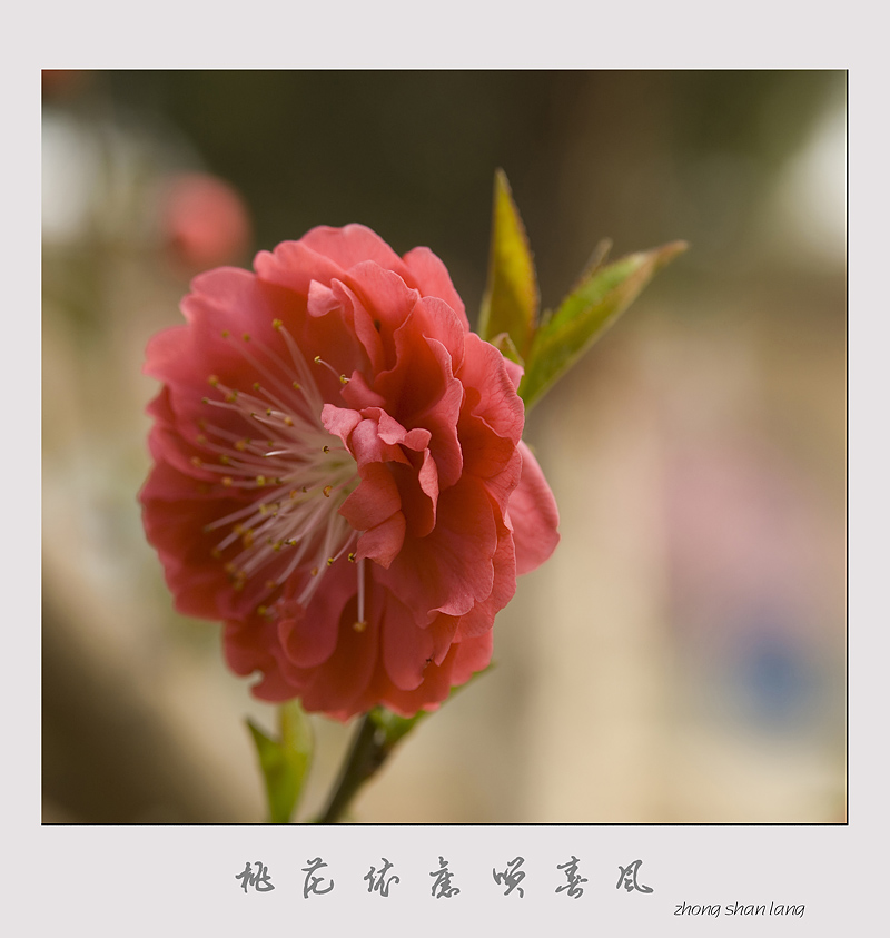 桃花依旧笑春风