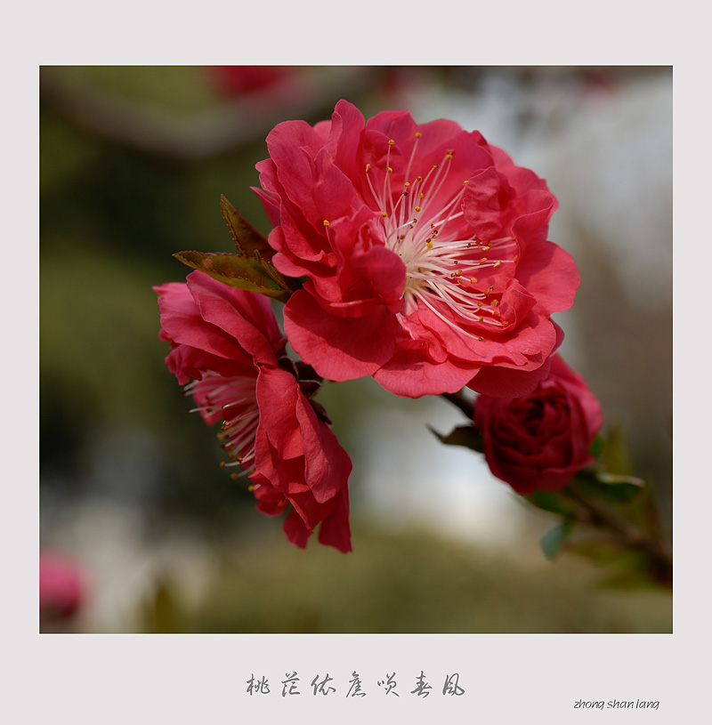 桃花依旧笑春风