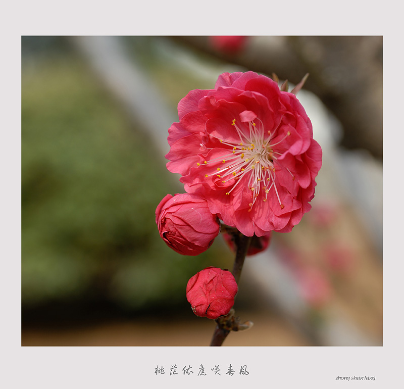 桃花依旧笑春风