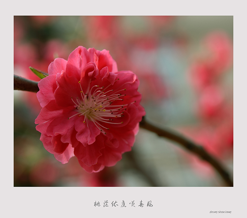 桃花依旧笑春风