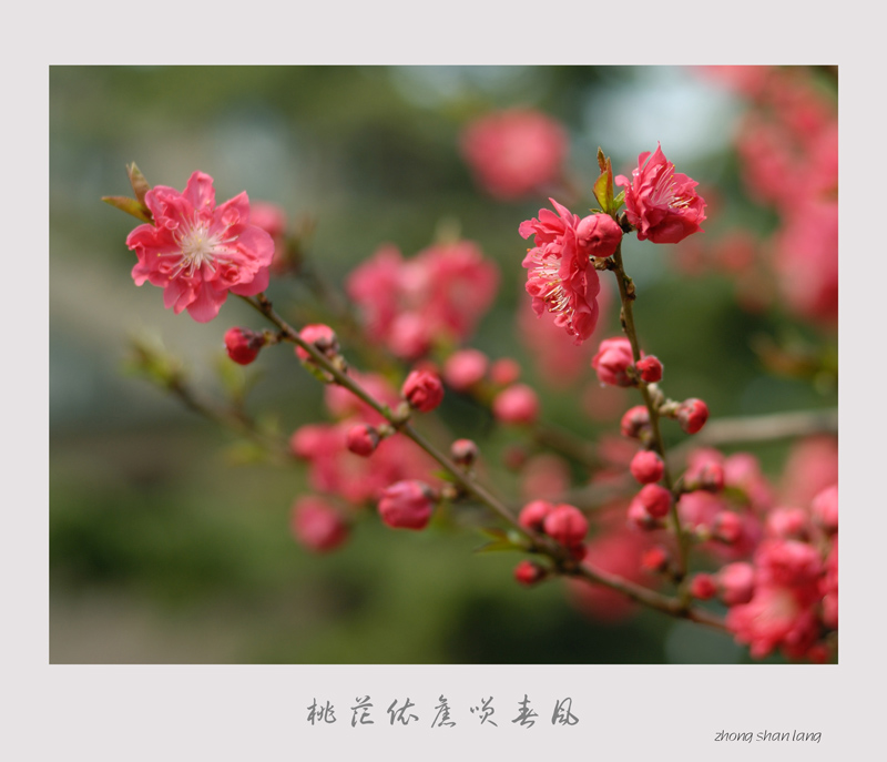 桃花依旧笑春风