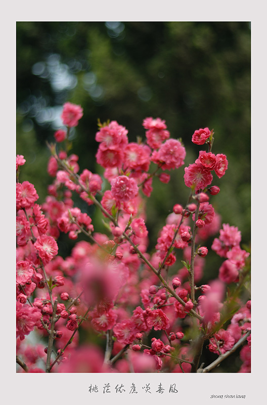 桃花依旧笑春风