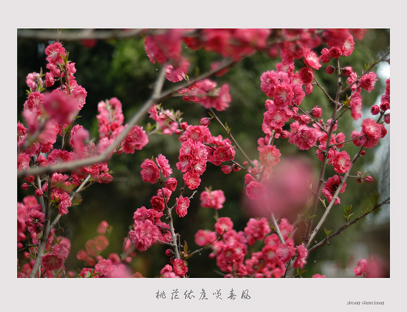 桃花依旧笑春风