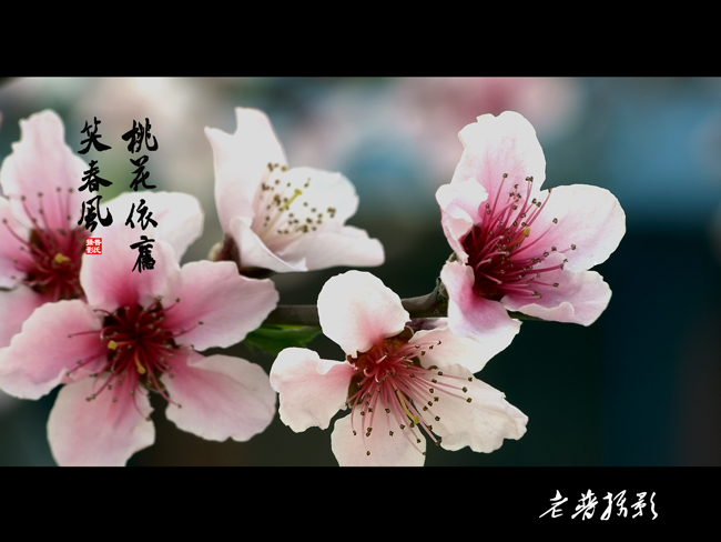 桃花依旧笑春风
