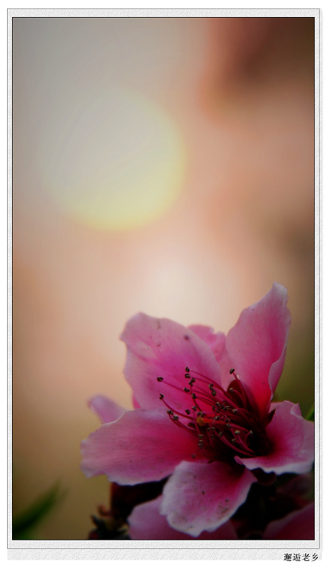 落日桃花