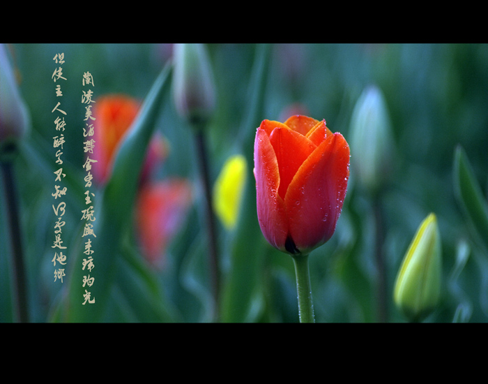 花语—郁金香