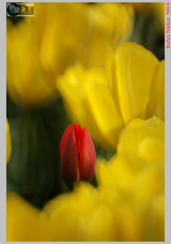 花语—郁金香