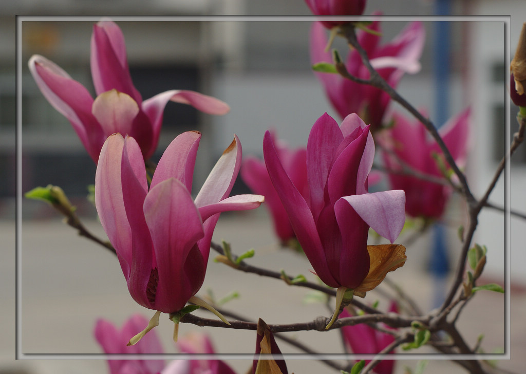 [原创]50mm定焦花卉