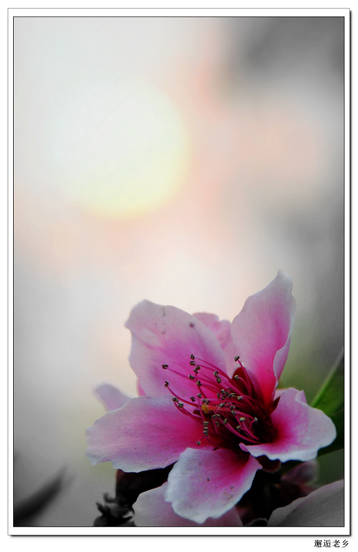 落日桃花