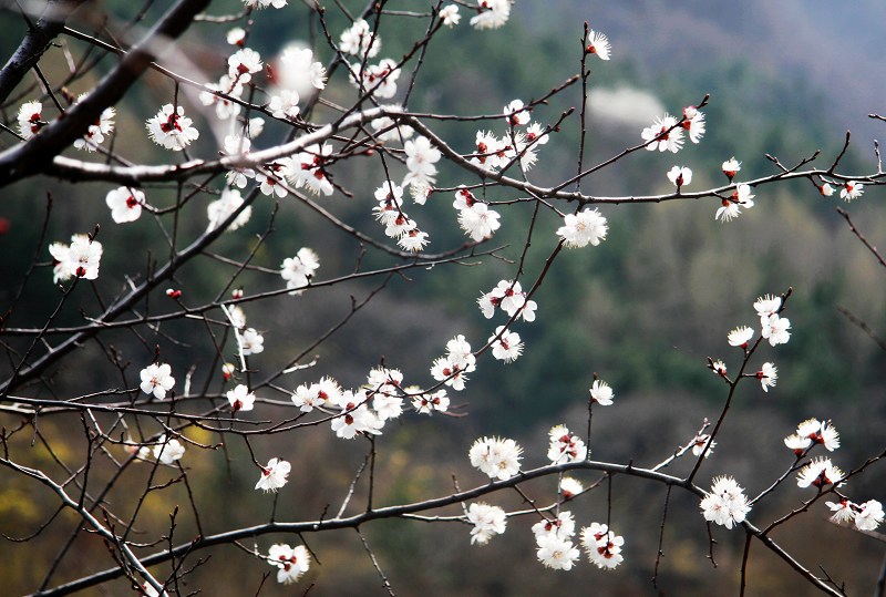 咱也上组山花