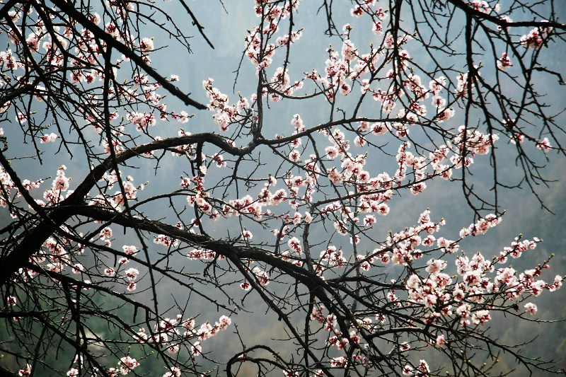 咱也上组山花