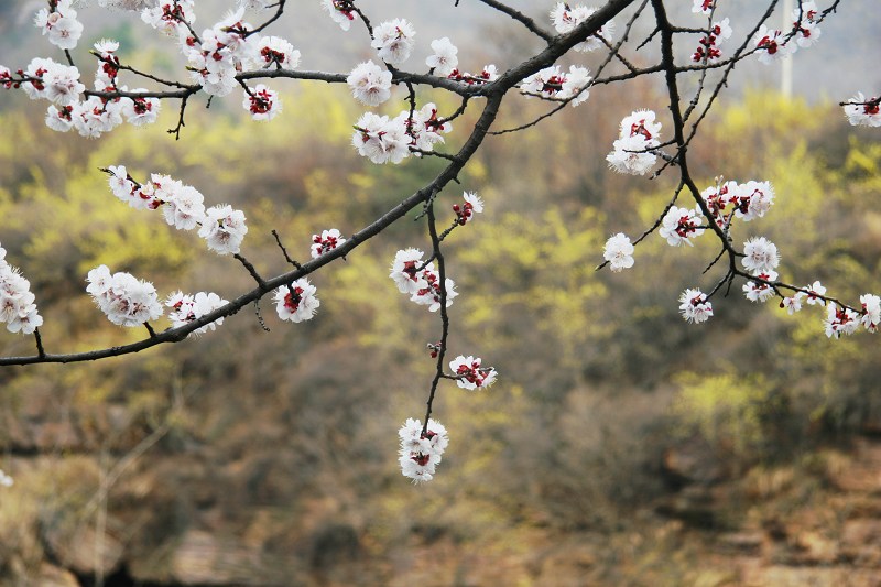 咱也上组山花