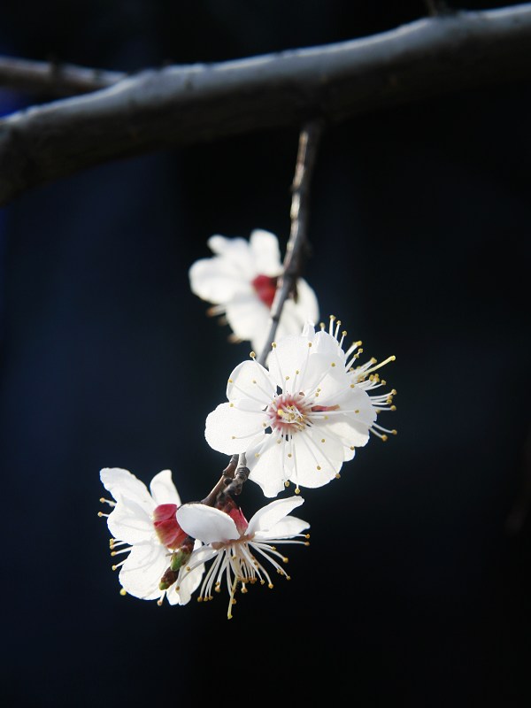 咱也上组山花