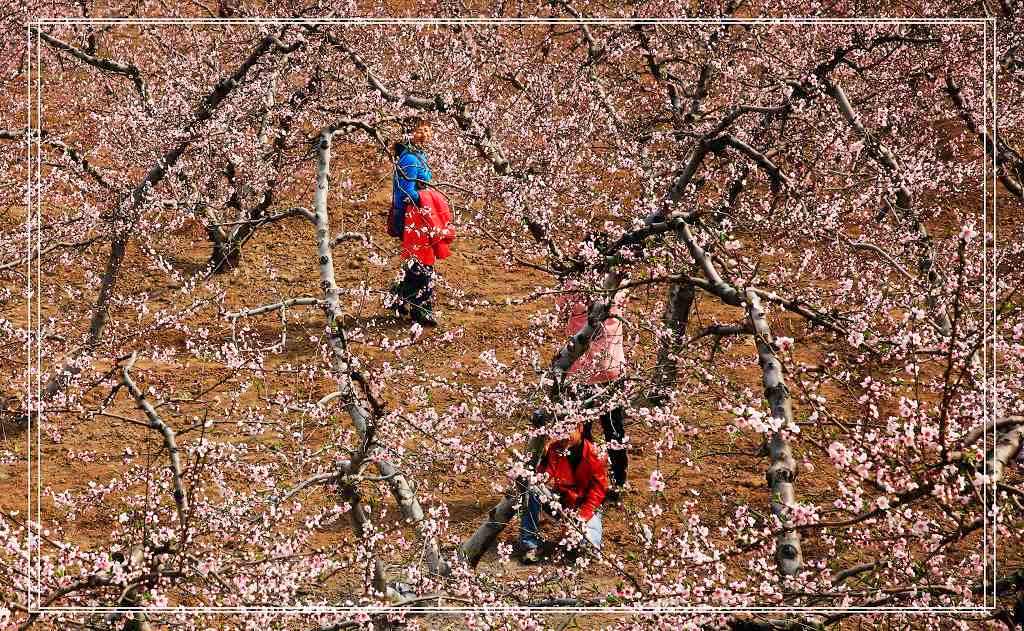 肥.东采风花絮