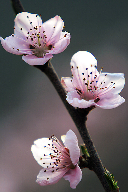 山东肥城桃花小片