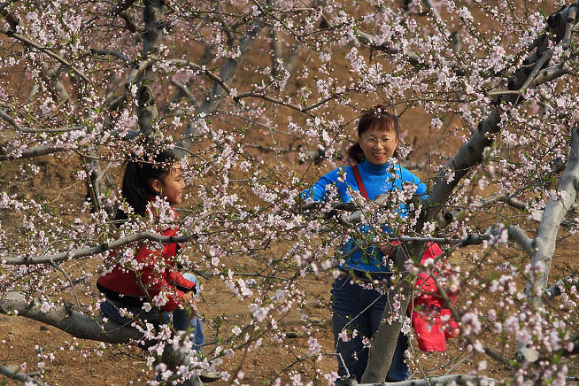 山东肥城桃花小片