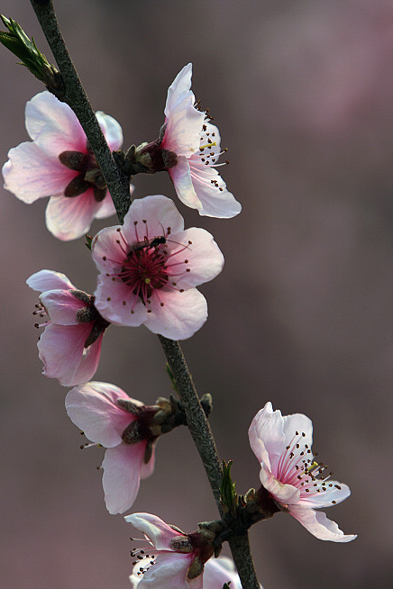 山东肥城桃花小片