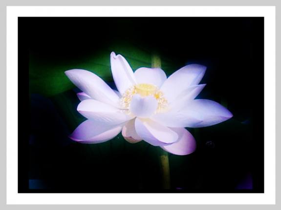[分享]莲灯点点